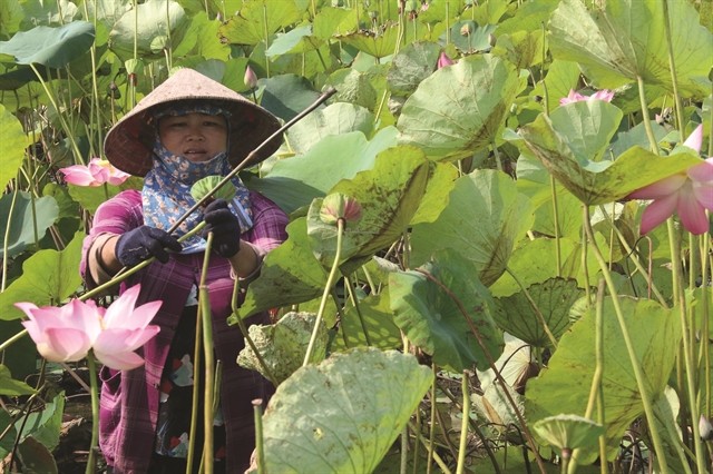 Nation mapped out with lotus pots in Dong Thap