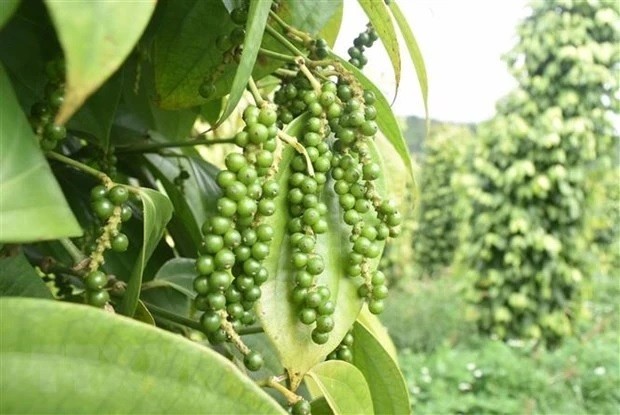 Vietnam's pepper export nears 500 million USD: Pepper and Spice Association