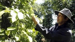 Intensive processing enhances spice export value: Experts