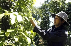 Intensive processing enhances spice export value: insiders