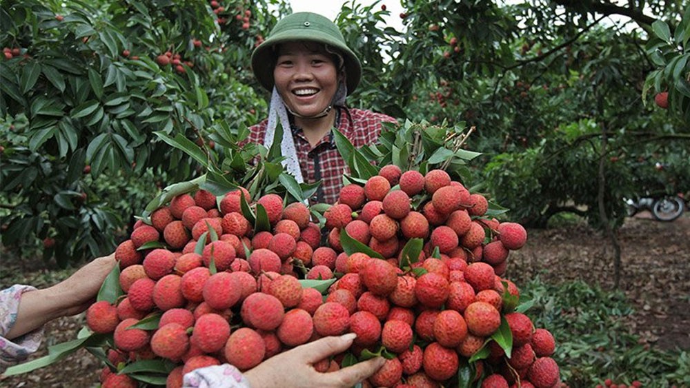 Vietnamese lychees become familiar to Thai consumers Vietnamese lychees become familiar to Thai consumers