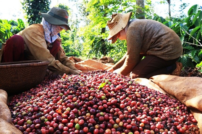 Coffee exports exceed 3 billion USD Coffee exports exceed 3 billion USD