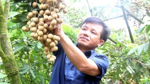 Enterprises advised to focus on deep processing to enter African, Asian markets