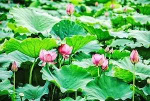 Hanoi ready for first lotus festival Hanoi ready for first lotus festival