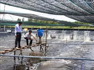 Over 23 million USD for Ca Mau’s fisheries sustainable development Over 23 million USD for Ca Mau’s fisheries sustainable development