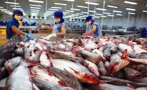 Tra fish export to CPTPP market reaches 114 mln USD as of June 15 Tra fish export to CPTPP market reaches 114 mln USD as of June 15
