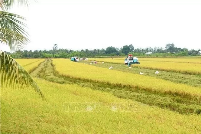 Quality varieties spur Vietnamese rice industry's growth: experts Quality varieties spur Vietnamese rice industry's growth: experts