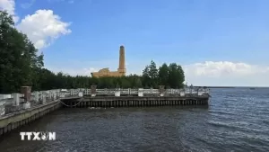 Ca Mau province revives nearly 1,000ha of mangrove forests Ca Mau province revives nearly 1,000ha of mangrove forests