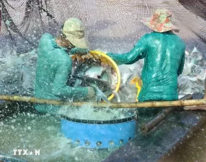 Tra fish export bouncing back Tra fish export bouncing back