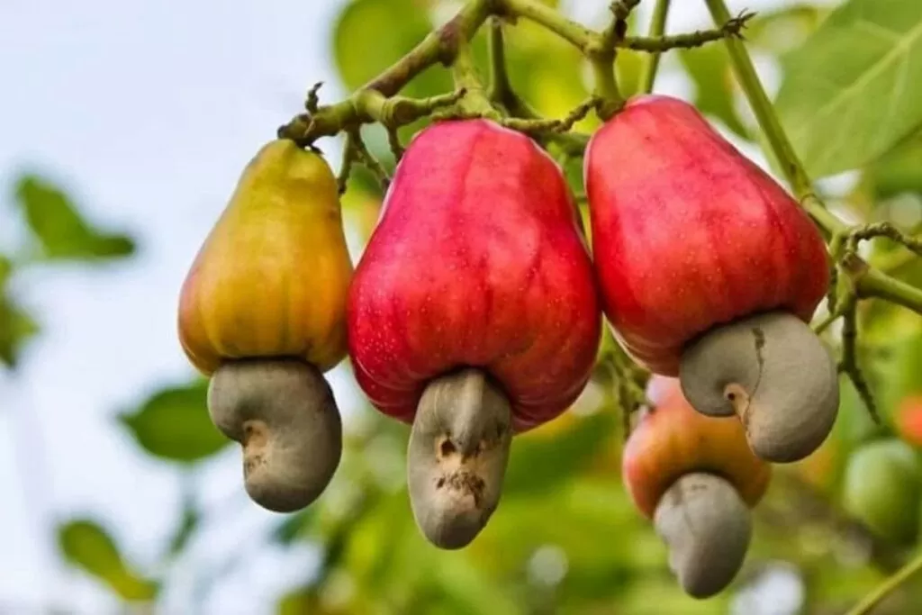 Cambodia is Vietnam's largest source of cashew nuts Cambodia is Vietnam's largest source of cashew nuts