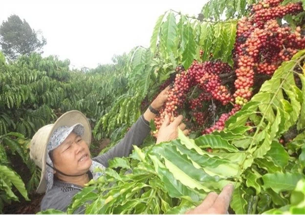 A farmer harvesting coffee in Kon Tum Province. Vietnamese coffee export prices to the United Kingdom surged in the first half of 2024. (Photo: VNA) A farmer harvesting coffee in Kon Tum Province. Vietnamese coffee export prices to the United Kingdom surged in the first half of 2024. (Photo: VNA)
