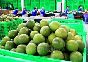 Vietnam’s fresh pomelo licensed to export to RoK Vietnam’s fresh pomelo licensed to export to RoK
