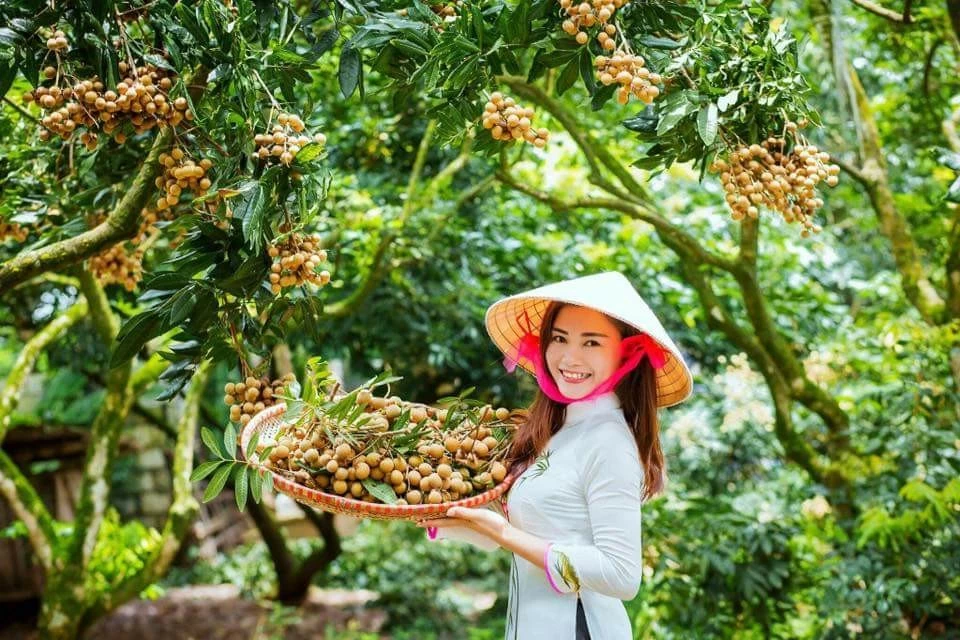 Hung Yen farmers earn big from specialty longan Hung Yen farmers earn big from specialty longan
