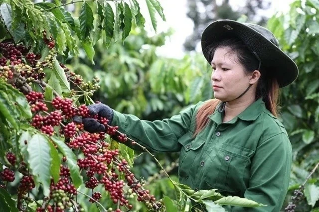 Vietnam’s coffee market share in traditional markets increases Vietnam’s coffee market share in traditional markets increases