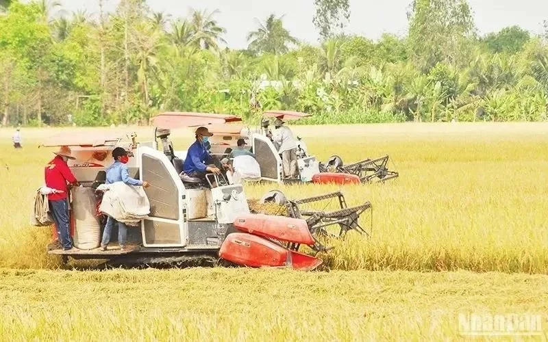 Special mechanisms and policies needed for rice industry to go circular: Experts Special mechanisms and policies needed for rice industry to go circular: Experts