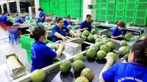 Fruit, vegetable exports expected to hit record in 2024: Vietnam Fruit and Vegetables Association