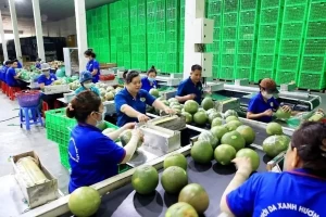 Fruit, vegetable exports expected to hit record in 2024 Fruit, vegetable exports expected to hit record in 2024