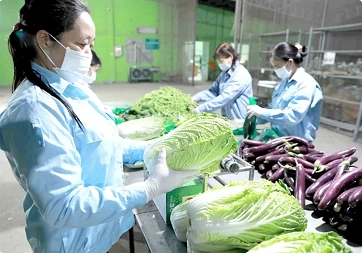 Hanoi enhances effectiveness of agricultural product chains Hanoi enhances effectiveness of agricultural product chains