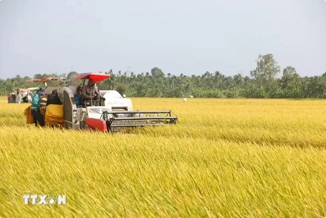 Vietnam's rice export prices now highest worldwide Vietnam's rice export prices now highest worldwide