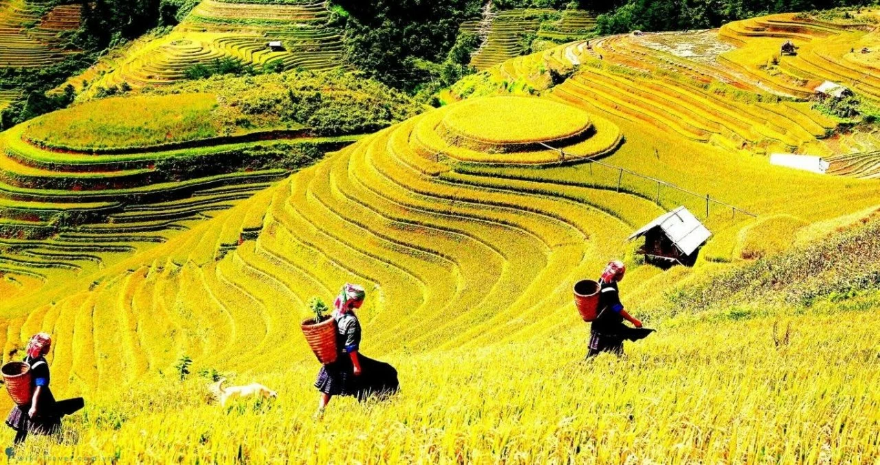 Đến với Tả Van, du khách không chỉ có cơ hội chiêm ngưỡng cảnh thiên nhiên núi rừng Tây Bắc mà còn được trải nghiệm (Nguồn: Truly Sapa) Đến với Tả Van, du khách không chỉ có cơ hội chiêm ngưỡng cảnh thiên nhiên núi rừng Tây Bắc mà còn được trải nghiệm (Nguồn: Truly Sapa)