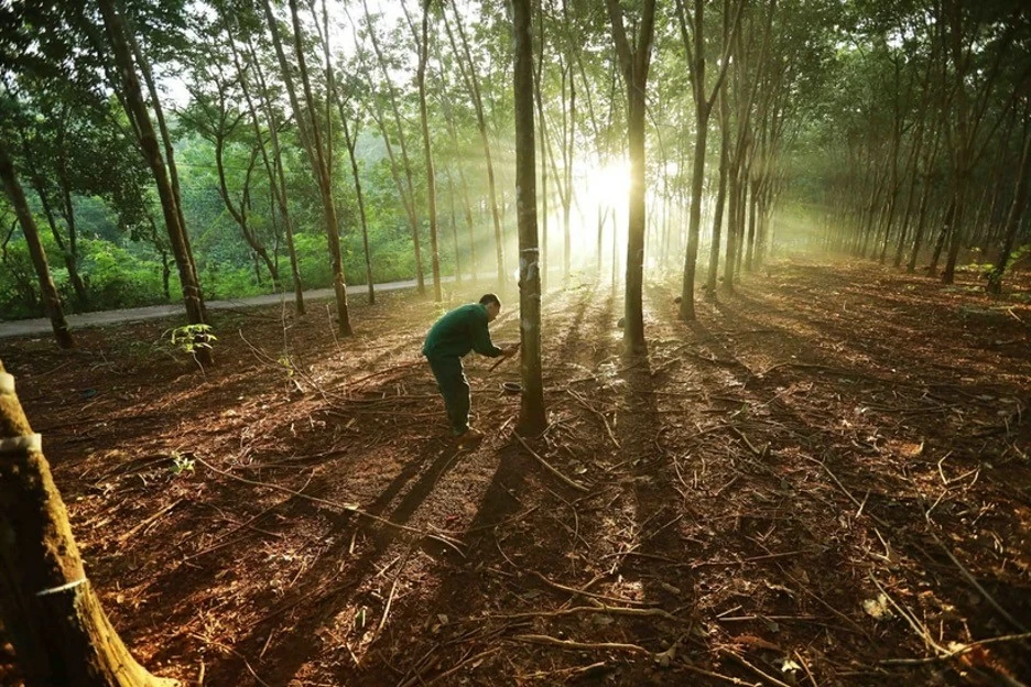 A worker extracts rubber latex in the Dong Phu rubber plantation of the Vietnam Rubber Group. Rubber is among the commodities targeted by the EUDR. (Photo: VNA) A worker extracts rubber latex in the Dong Phu rubber plantation of the Vietnam Rubber Group. Rubber is among the commodities targeted by the EUDR. (Photo: VNA)
