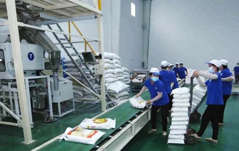 In the first seven months of 2024, Vietnam exported 5.18 million tons of rice, earning USD3.27 billion, marking a 5.8% increase in volume and a 25.1% increase in value compared to the same period in 2023. Enhancing quality of exported rice In the Mekong Delta, the expansion of value chain linkages between businesses and farmers following VietGap and Global Gap standards is helping to improve the quality and value of Vietnam's rice exports. The Summer-Autumn 2024 crop marks the first time that five localities—Can Tho City, Soc Trang, Kien Giang, Tra Vinh, and Dong Thap—have implemented a pilot project covering over 1,200 hectares. The project aims to fundamentally transform the region's rice production system, ensuring a supply of high-quality rice for green, low-emission exports. In this context, local governments and the agricultural sector are particularly focused on encouraging farmers to adopt clean and safe farming practices, producing rice free from pesticide residues to meet the demands of major markets such as Europe and the United States. Can Tho City, with approximately 70,000 hectares of rice in the Summer-Autumn crop, has maintained stable quality. According to Tran Thai Nghiem, Deputy Director of the Department of Agriculture and Rural Development of Can Tho City, the city focuses on high-quality varieties such as OM 5451, with food safety-oriented cultivation practices widely applied, ensuring the quality of the rice. Additionally, Vietnam's rice industry is actively researching new high-quality rice varieties. According to Deputy Minister of Agriculture and Rural Development Phung Duc Tien, Vietnam currently has many rice varieties considered among the best in the world. For example, Vietnam has developed short-duration fragrant rice varieties that can be harvested two to three times a year, offering high yields and fragrant and sticky rice. These varieties are not available in major rice-producing and exporting countries such as India and Thailand. More importantly, these varieties help Vietnam establish a new market segment for short-duration fragrant rice with high yield and good quality. This is one of the key factors in increasing the export price of Vietnamese rice on the global market, surpassing Thailand, Pakistan and India. Vietnam's rice exports could reach 8 million tons this year
