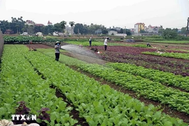 Hanoi focusing on market-oriented agricultural production Hanoi focusing on market-oriented agricultural production