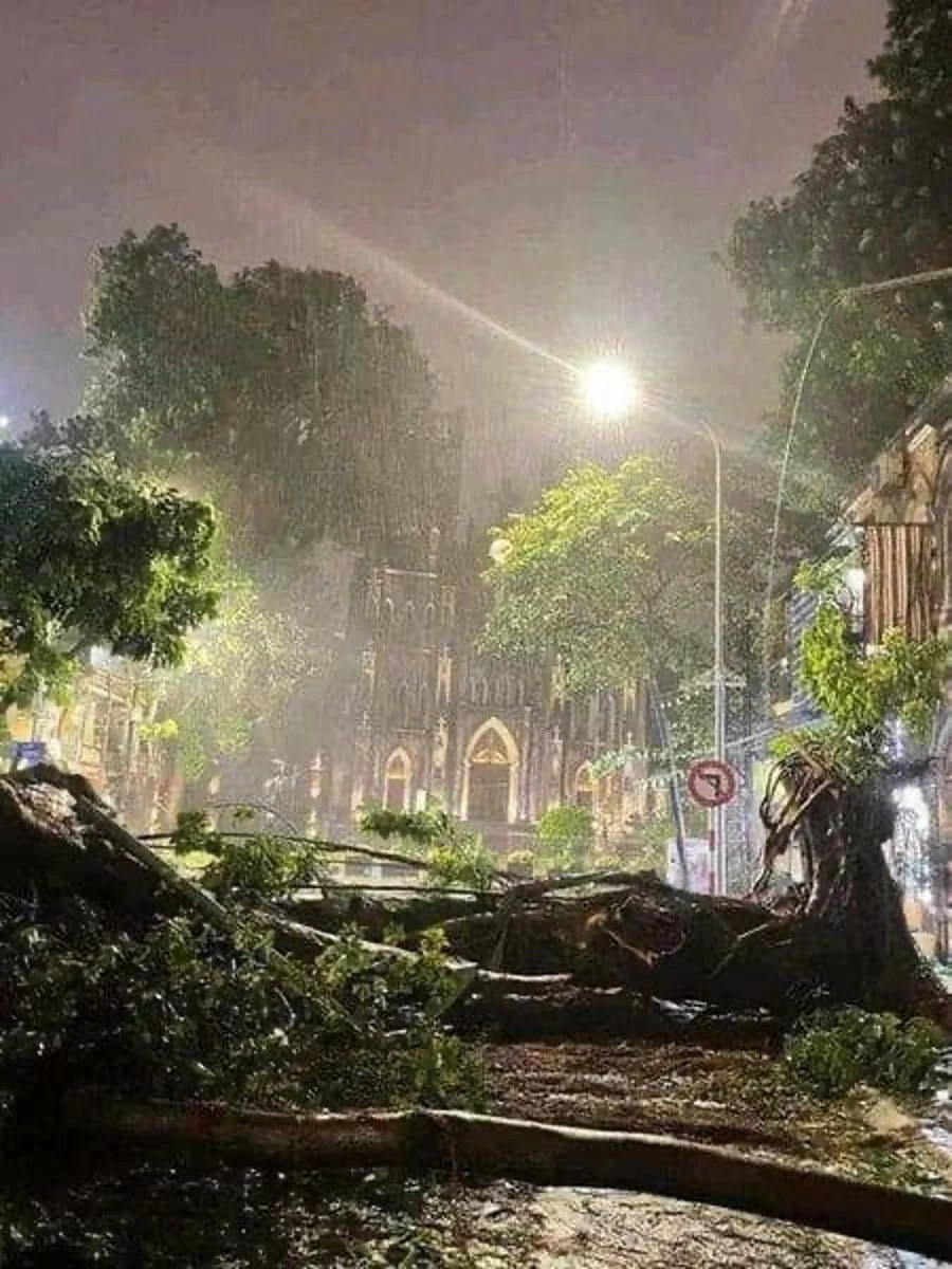 The old tree in the cathedral was uprooted. (Photo: Beatvn) The old tree in the cathedral was uprooted. (Photo: Beatvn)