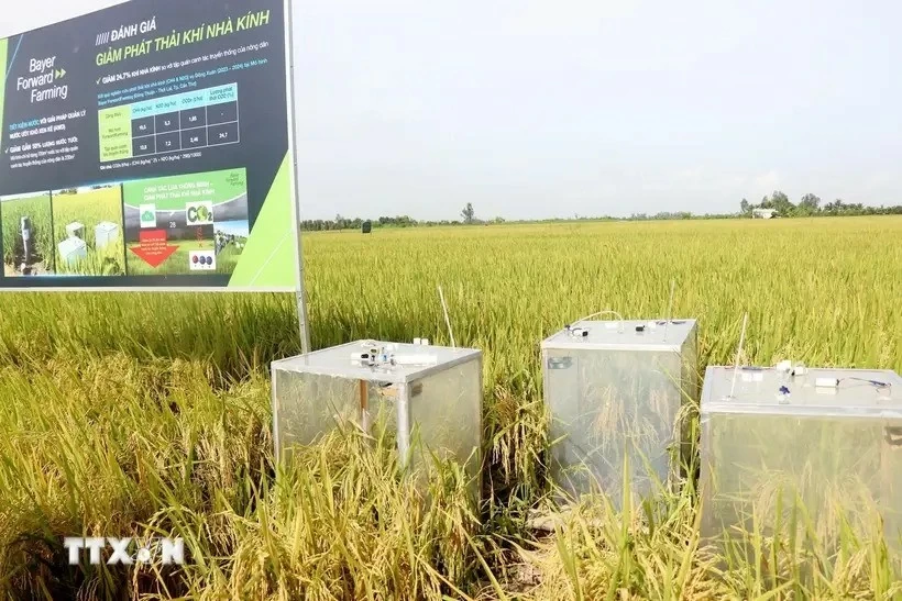 Devices to gauge greenhouse gas emission in an organic rice farming model in Can Tho. (Photo: VNA) Devices to gauge greenhouse gas emission in an organic rice farming model in Can Tho. (Photo: VNA)