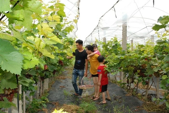 Hanoi boosts ecological agriculture models Hanoi boosts ecological agriculture models