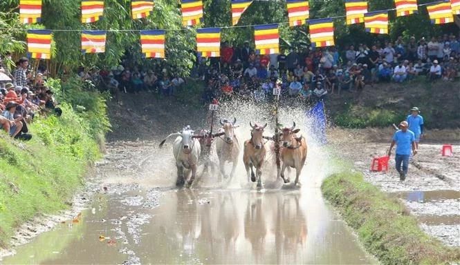 An Giang’s ox racing festival attracts numerous audiences An Giang’s ox racing festival attracts numerous audiences