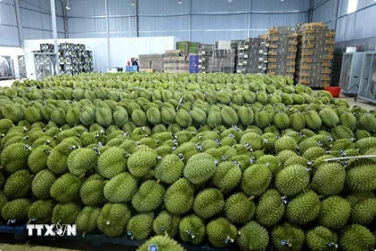 Vietnam’s frozen durian exports to China could reach 300 mln USD in 2024: Official Vietnam’s frozen durian exports to China could reach 300 mln USD in 2024: Official