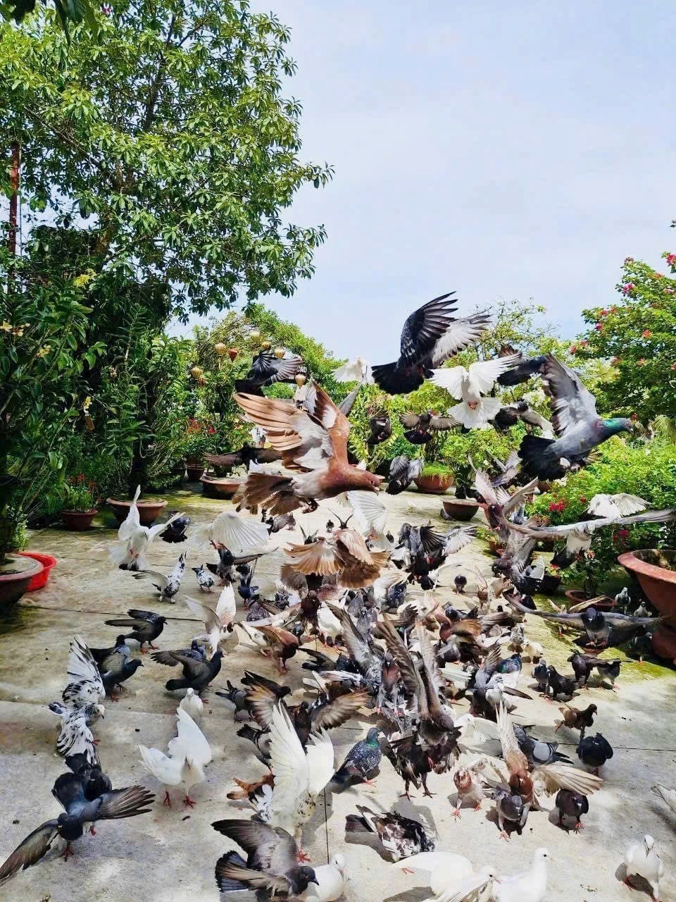 Không bao lâu nữa những sứ giả đưa thư sẽ được ở trong tòa lâu đài giữa rừng tràm nguyên sinh Đồng Tháp Mười. Không bao lâu nữa những sứ giả đưa thư sẽ được ở trong tòa lâu đài giữa rừng tràm nguyên sinh Đồng Tháp Mười.