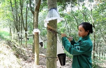 Vietnam's rubber exports reach 1.7 billion USD in eight months Vietnam's rubber exports reach 1.7 billion USD in eight months