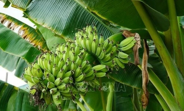 Hi-tech banana farming bears fruit in rural district of Binh Duong Bin bears fruit in rural district of Binh Duong