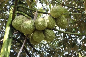 Vietnam's durian dominates fruit exports, outpacing dragon fruit Vietnam's durian dominates fruit exports, outpacing dragon fruit