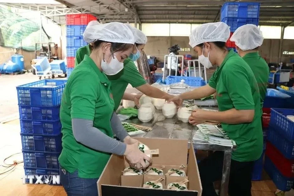 Fresh coconut packaging for export at Mekong Fruit Co., Ltd., located in Huu Dinh commune, Chau Thanh district, Ben Tre province. (Photo: VNA) Fresh coconut packaging for export at Mekong Fruit Co., Ltd., located in Huu Dinh commune, Chau Thanh district, Ben Tre province. (Photo: VNA)