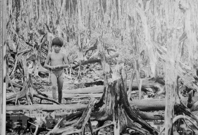 Chất độc da cam/dioxin mà Mỹ rải xuống miền Nam Việt Nam hủy diệt môi trường sống và cây trồng nơi đây, để lại hậu quả đến tận ngày nay. (Ảnh: Tư liệu TTXVN) Chất độc da cam/dioxin mà Mỹ rải xuống miền Nam Việt Nam hủy diệt môi trường sống và cây trồng nơi đây, để lại hậu quả đến tận ngày nay. (Ảnh: Tư liệu TTXVN)