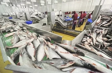 China spends 21 million USD importing Vietnam’s pangasius fish maws China spends 21 million USD importing Vietnam’s pangasius fish maws