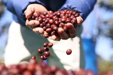 Vietnam, Netherlands amp up cooperation in final stretch for EU deforestation regulation Vietnam, Netherlands amp up cooperation in final stretch for EU deforestation regulation