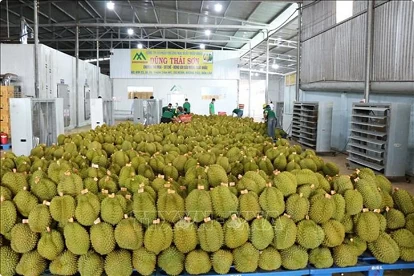 Nine-month agro-forestry-fisheries exports rise 21% Nine-month agro-forestry-fisheries exports rise 21%