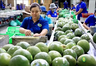 Standardising fruit quality can open up new markets for Vietnam: Insiders Standardising fruit quality can open up new markets for Vietnam: Insiders