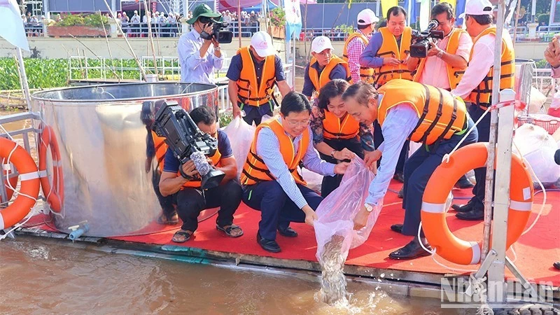 Dong Thap: Fish released to regenerate fisheries resources. Dong Thap: Fish released to regenerate fisheries resources.