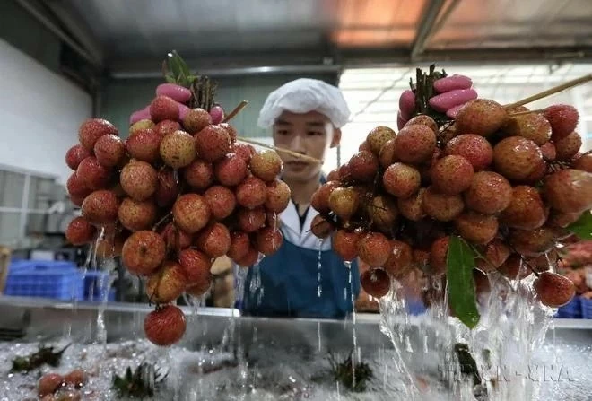 Food and Agriculture Organisation of the UN said using isotopes or irradiation techniques in agriculture can control pests and diseases, increase crop production, protect land and water resources, ensure food safety. (Photo: VNA) Food and Agriculture Organisation of the UN said using isotopes or irradiation techniques in agriculture can control pests and diseases, increase crop production, protect land and water resources, ensure food safety. (Photo: VNA)