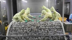 Shrimp exports bring home nearly 2.8 billion USD in nine months: VASEP