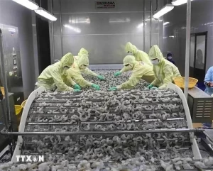 Shrimp exports bring home nearly 2.8 billion USD in nine months Shrimp exports bring home nearly 2.8 billion USD in nine months