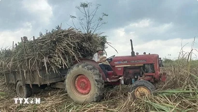 Vietnamese sugar cane tops ASEAN in productivity for first time Vietnamese sugar cane tops ASEAN in productivity for first time