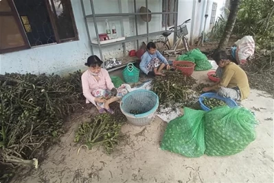 Prices of fresh areca nuts in Vietnam hit record highs due to Chinese demand Prices of fresh areca nuts in Vietnam hit record highs due to Chinese demand