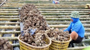 PM urges stepping up agricultural production recovery after Typhoon Yagi