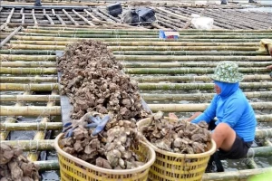 PM urges stepping up agricultural production recovery after Typhoon Yagi PM urges stepping up agricultural production recovery after Typhoon Yagi